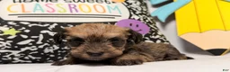 Mixed Breed dogs for sale: Binkles  - Ad 6