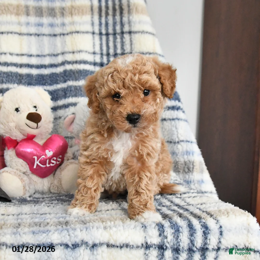 Havapoo dogs for sale: Tigger - Ad 3