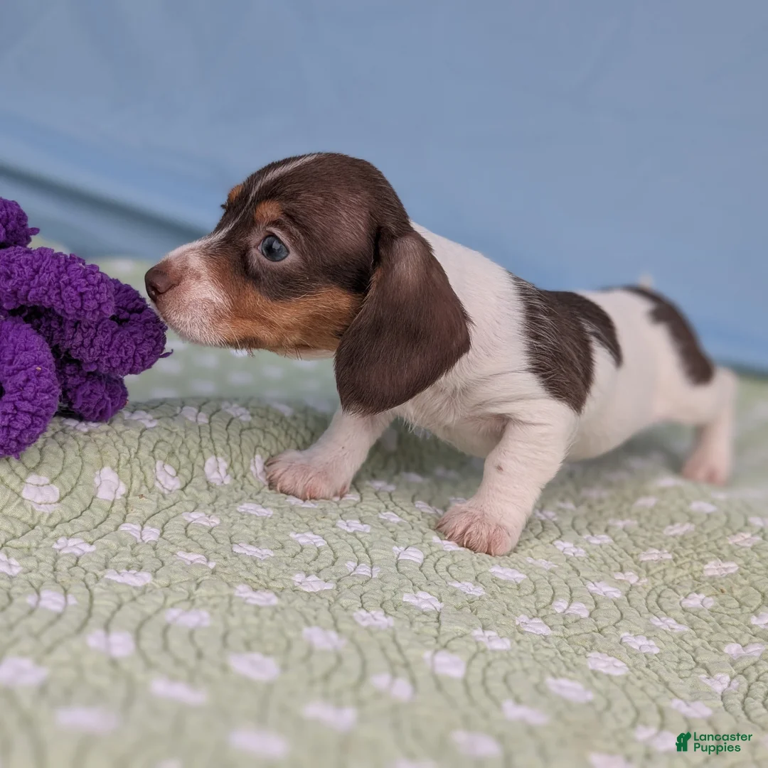 Miniature Dachshund dogs for sale: Hershey - Ad 4