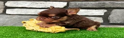 French Bulldog dogs for sale: French Bulldog 1 - Ad 4