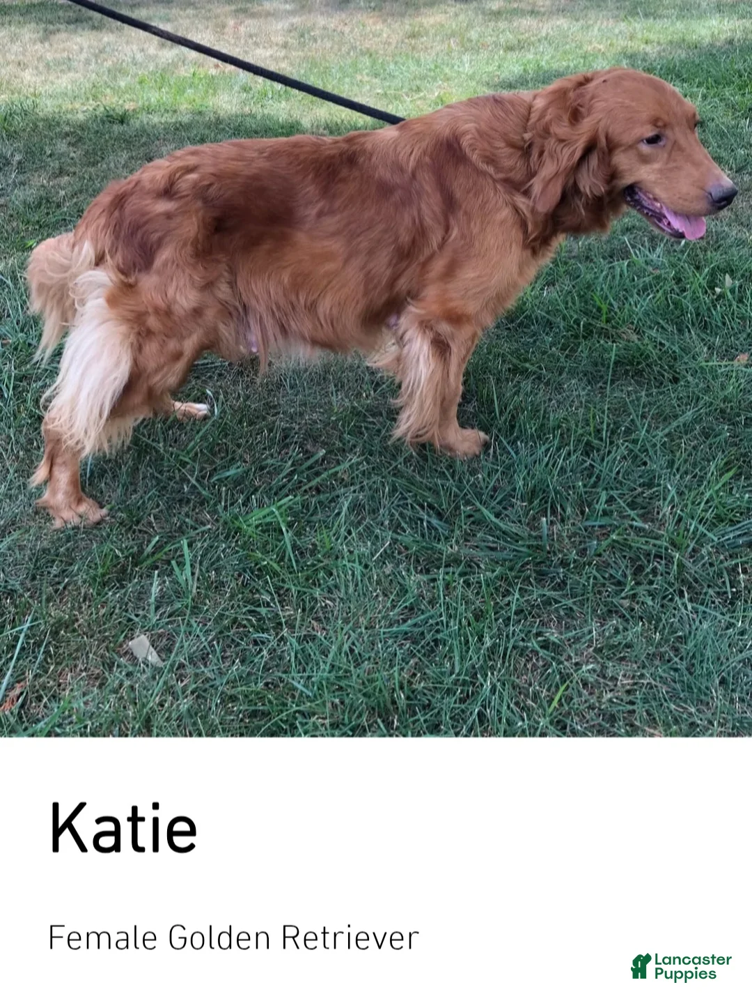 Golden Retriever dogs for sale: Aroura - Ad 3