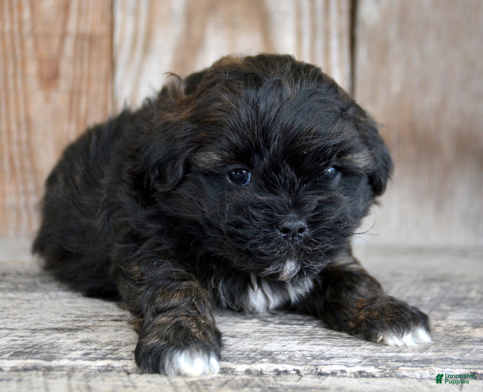 Shihpoo dogs Shihpoo Sal - Ad 40