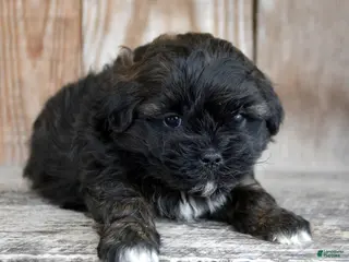 Shihpoo dogs Shihpoo Sal - Ad 11