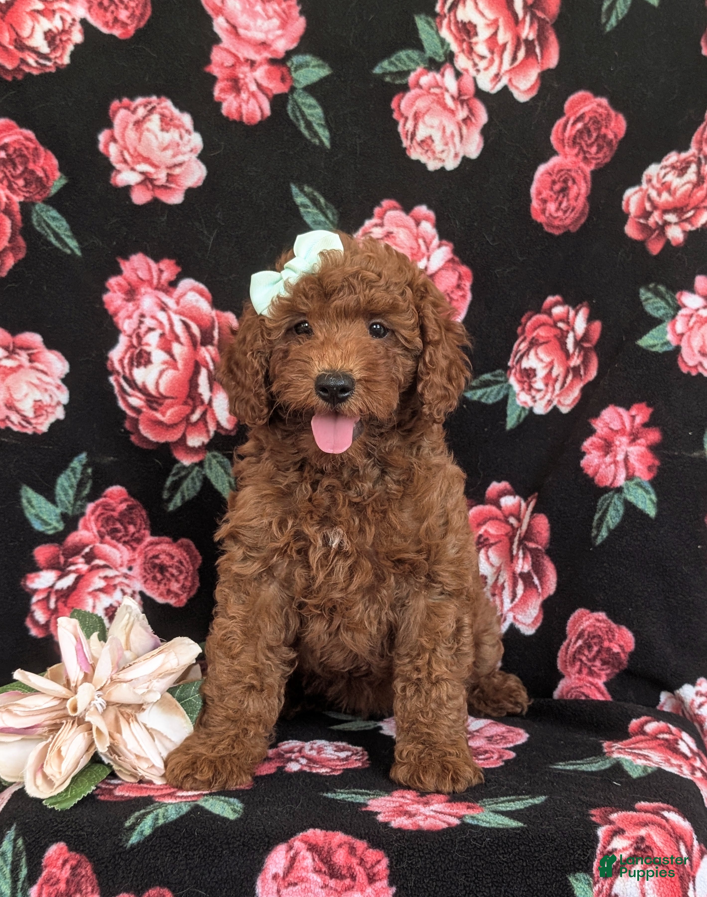 Mini Goldendoodle dogs Keira Hypoallergenic - Ad 2