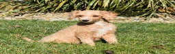 Toy Poodle dogs for sale: Coco - Ad 7
