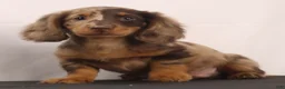Dachshund dogs for sale: Rusty - Ad 3