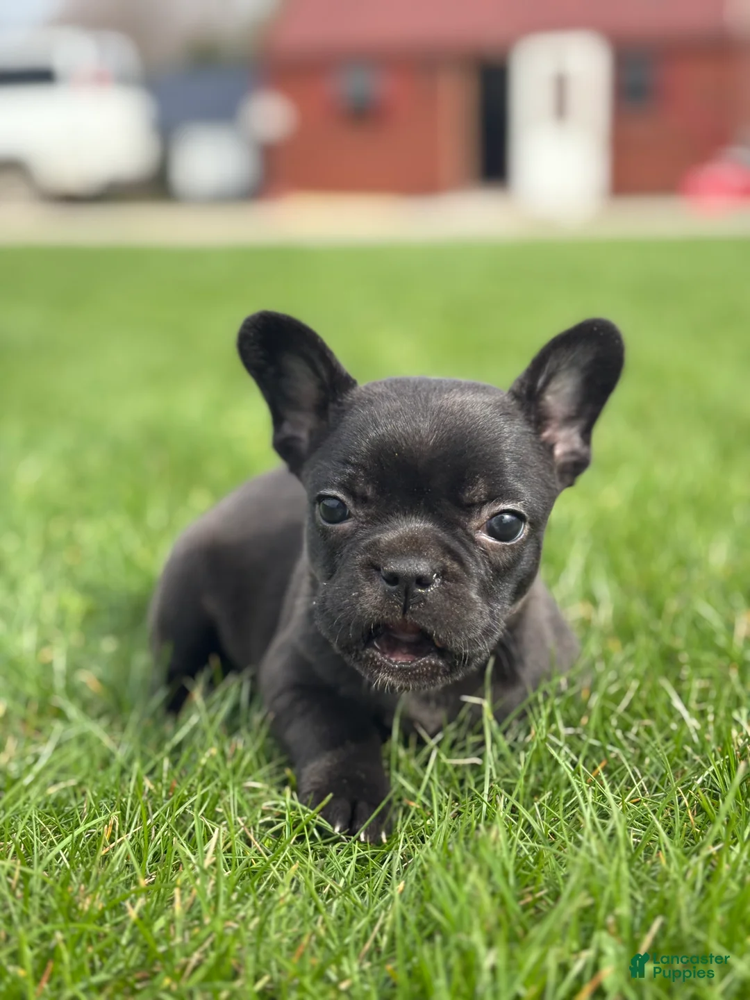 French Bulldog dogs for sale: Happy - Ad 4
