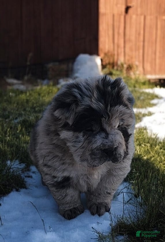 Shar Pei dogs Marla merle mini bear  - Ad 7