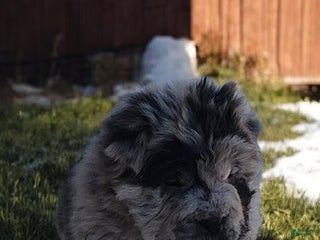 Shar Pei dogs Marla merle mini bear - Ad 7