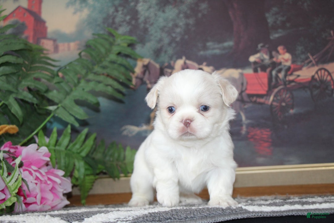 Shih Tzu dogs for sale: Ollie - Ad 4