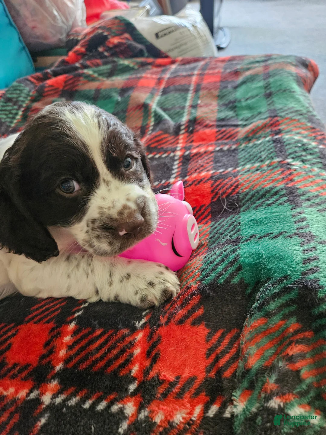 English Springer Spaniel dogs for sale: Peanut - Ad 2