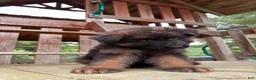 German Shepherd dogs for sale: Hazel - Ad 4