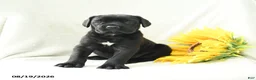 Cane Corso dogs for sale: Bunny - Ad 4