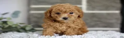 Toy Poodle dogs for sale: Reese  - Ad 3