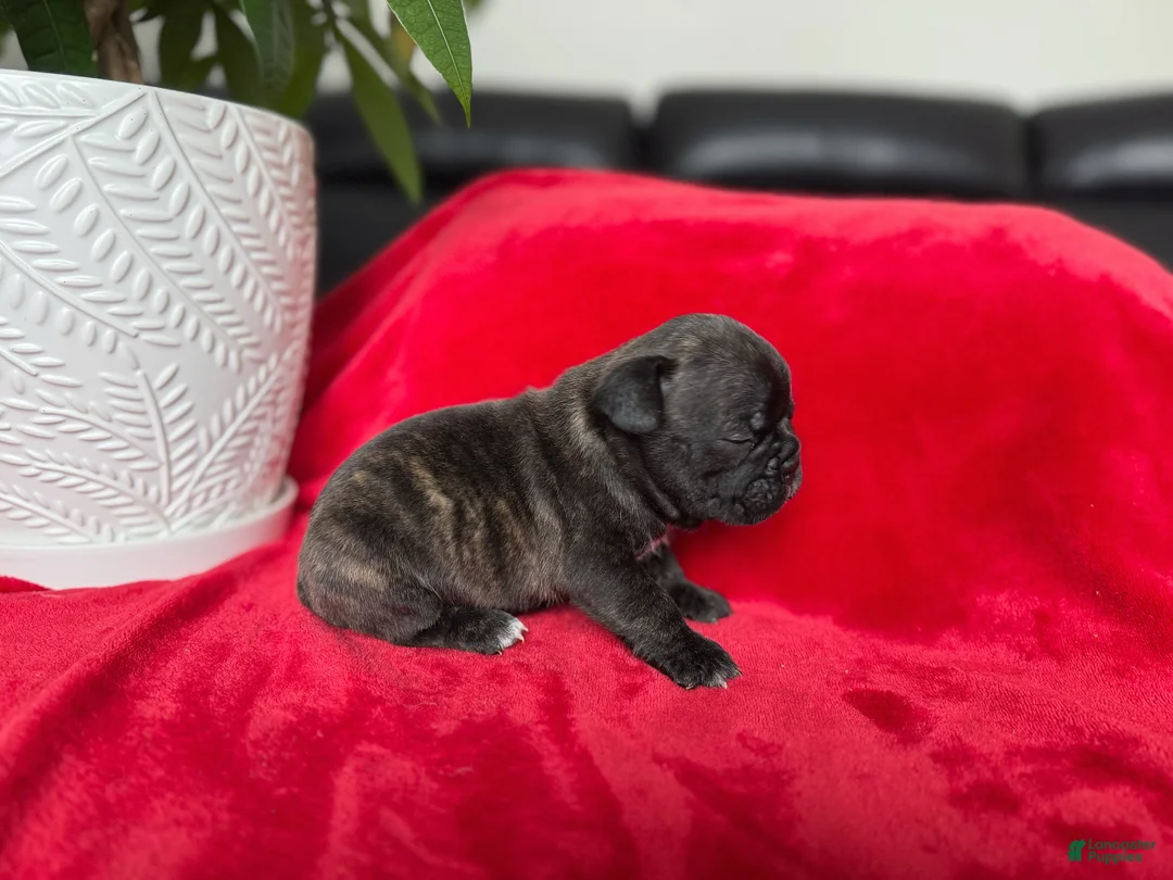 French Bulldog dogs for sale: Mocha - Ad 3
