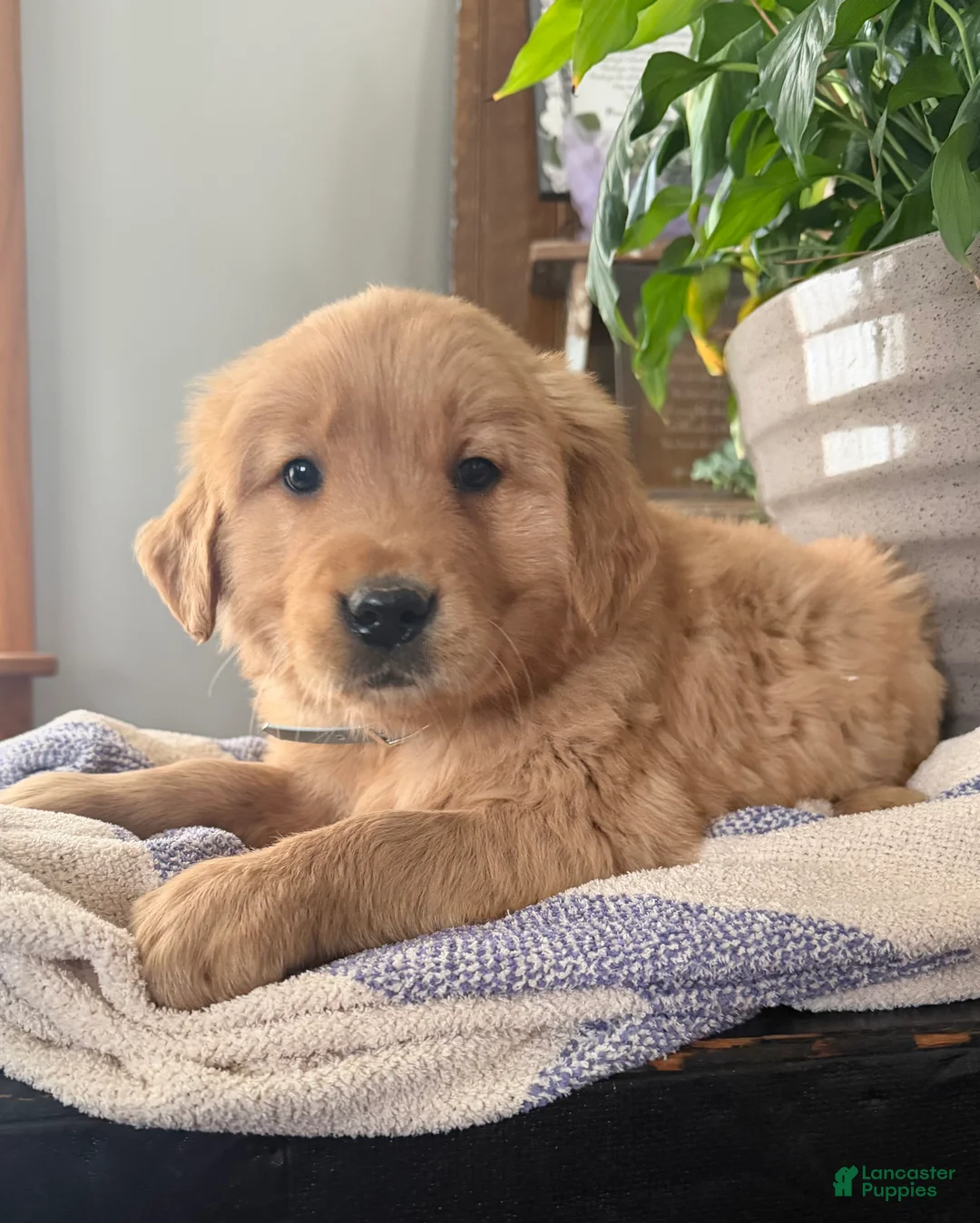 Golden Retriever dogs for sale: Bear - Ad 2