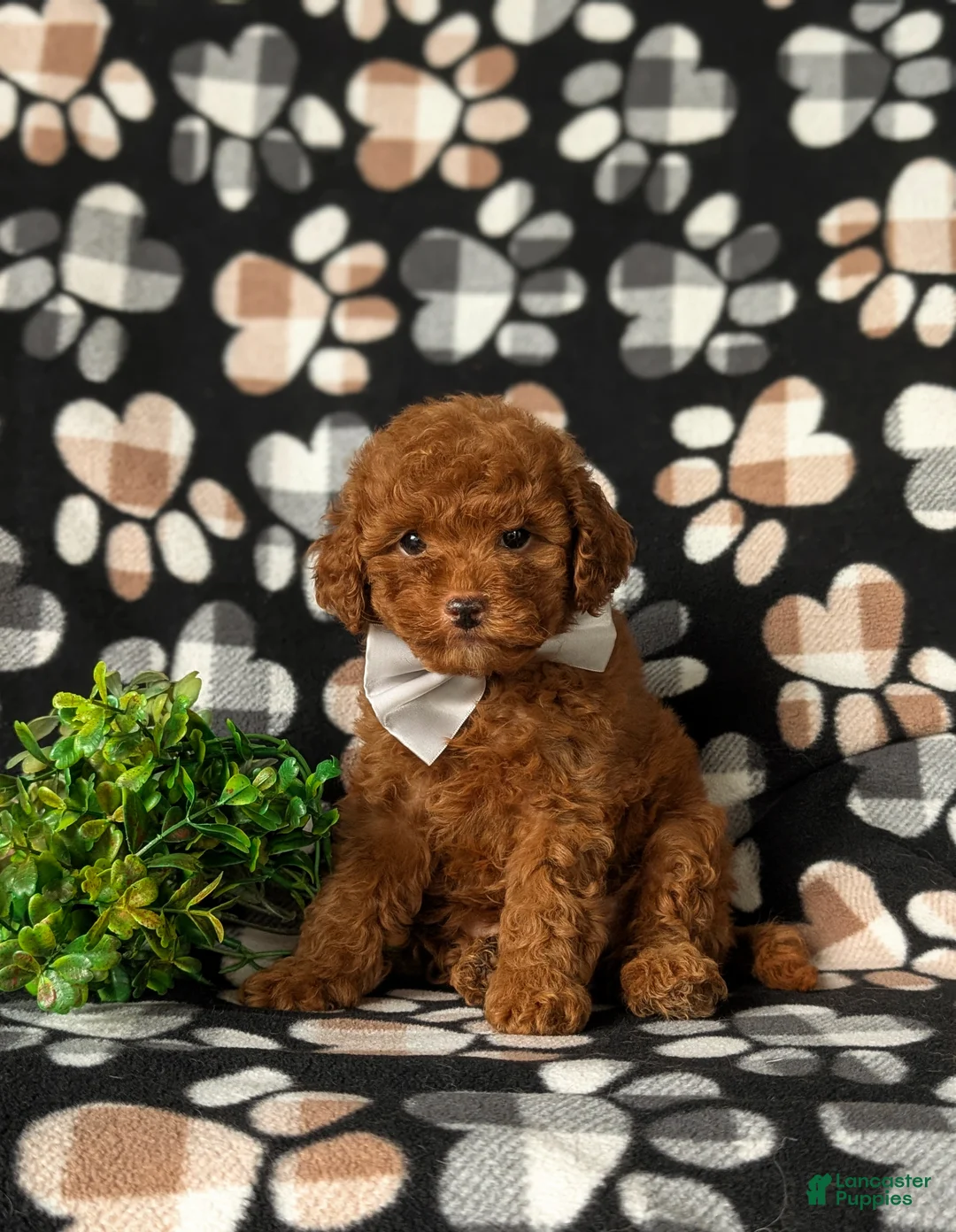 Toy Poodle dogs for sale: Grant - Ad 1