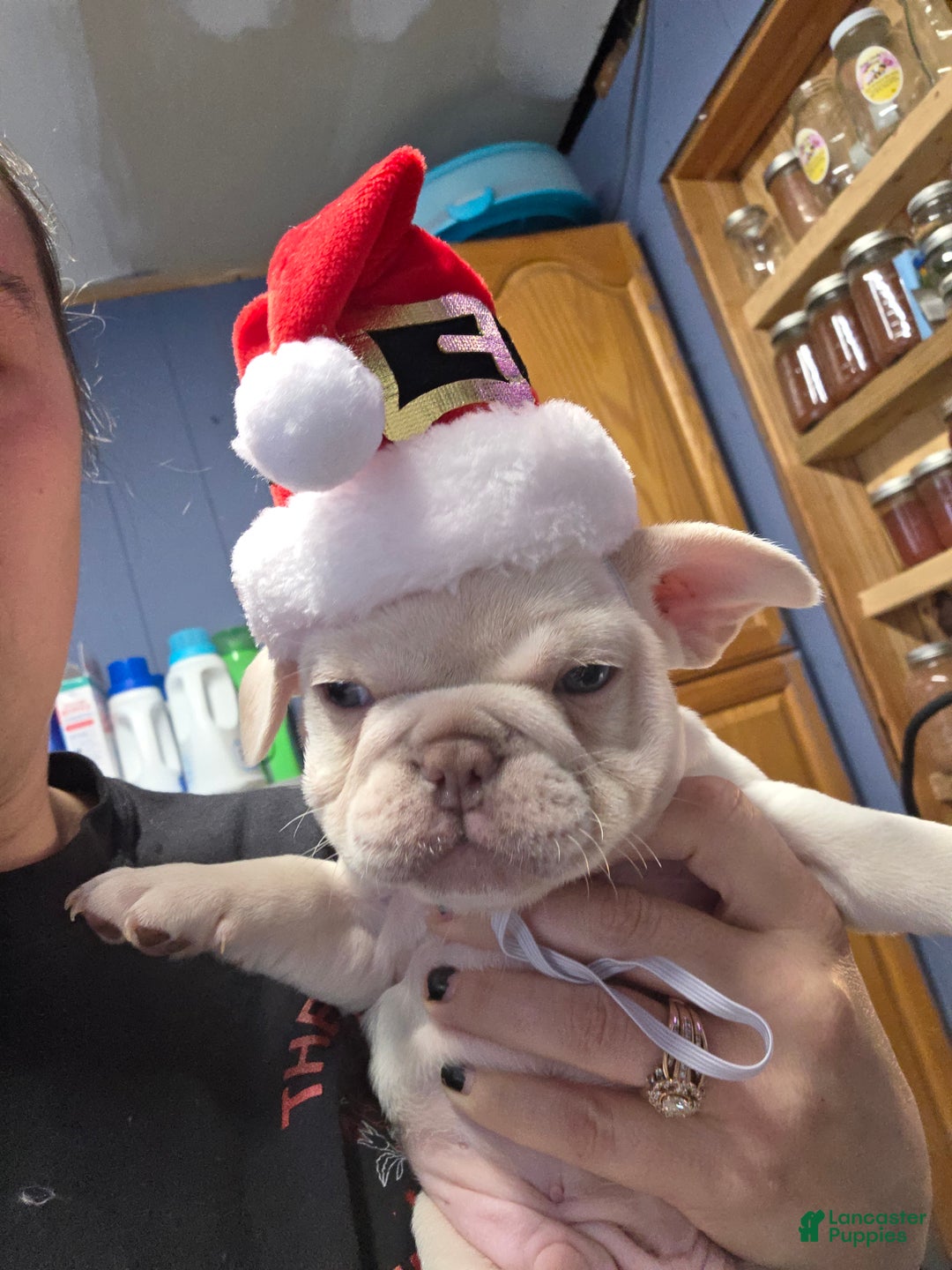 French Bulldog dogs for sale: French Bulldog Puppy 1 - Ad 1
