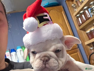 French Bulldog dogs for sale: French Bulldog Puppy 1 - Ad 3