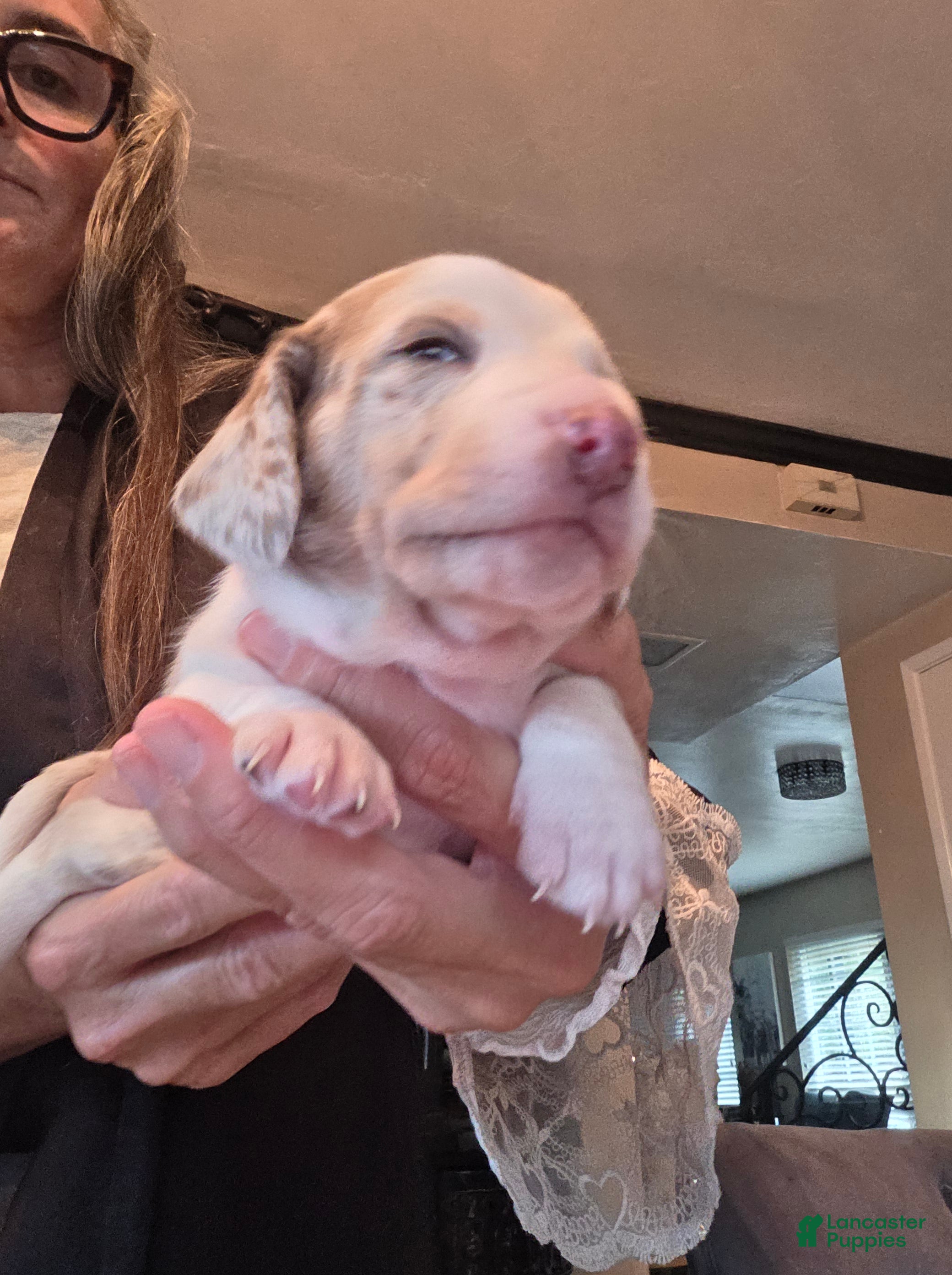 Miniature Dachshund dogs Miniature Dachshund 1 Royal - Ad 2