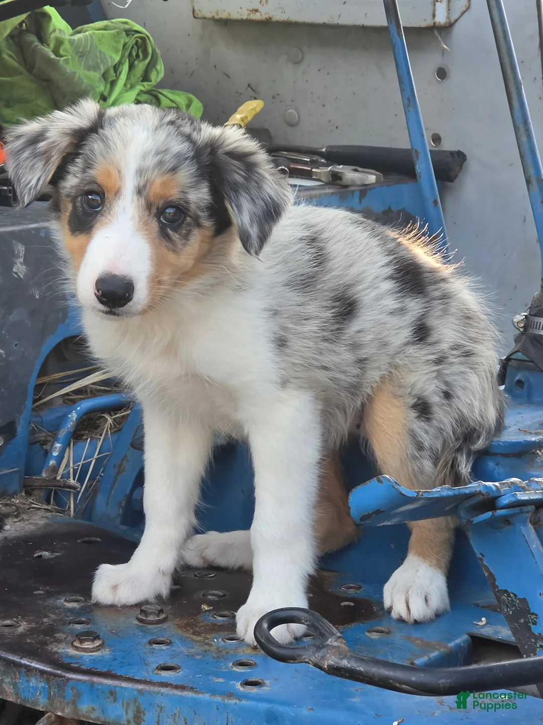 Border Collie dogs for sale: Bella  - Ad 2