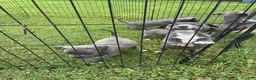 American Pit Bull Terrier dogs for sale: Donatello Versace  - Ad 9