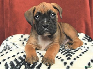 Boxer dogs Rudolph - Ad 26