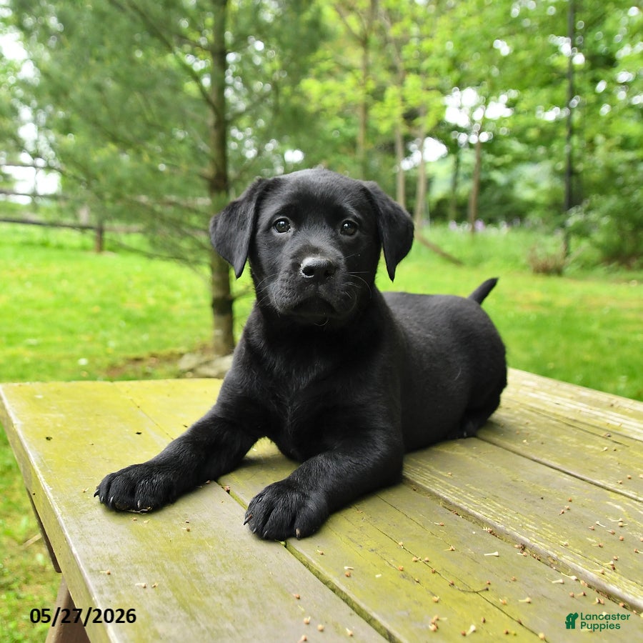 Labrador Retriever dogs for sale: Tulip - Ad 2