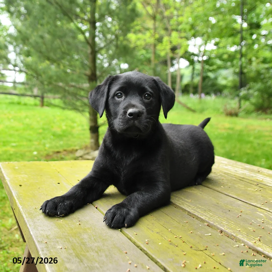 Labrador Retriever dogs for sale: Tulip - Ad 1