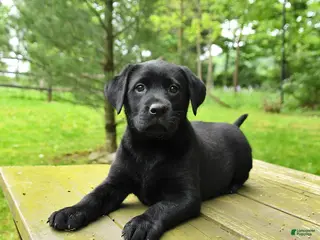 Labrador Retriever dogs for sale: Tulip - Ad 2