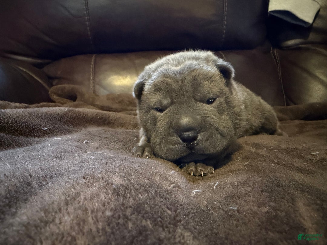 Shar Pei dogs for sale: Sully - Ad 5