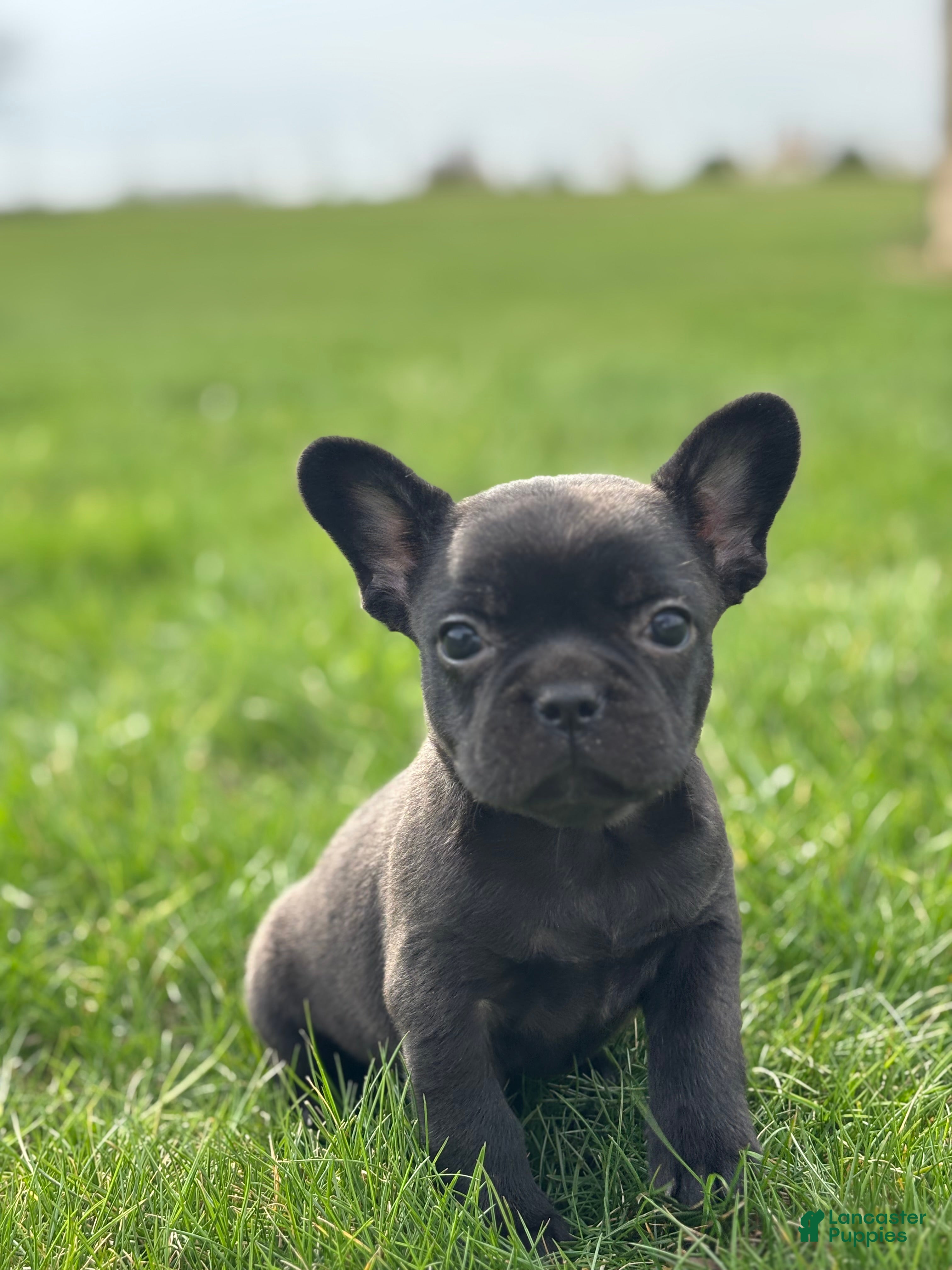 French Bulldog dogs Happy - Ad 2