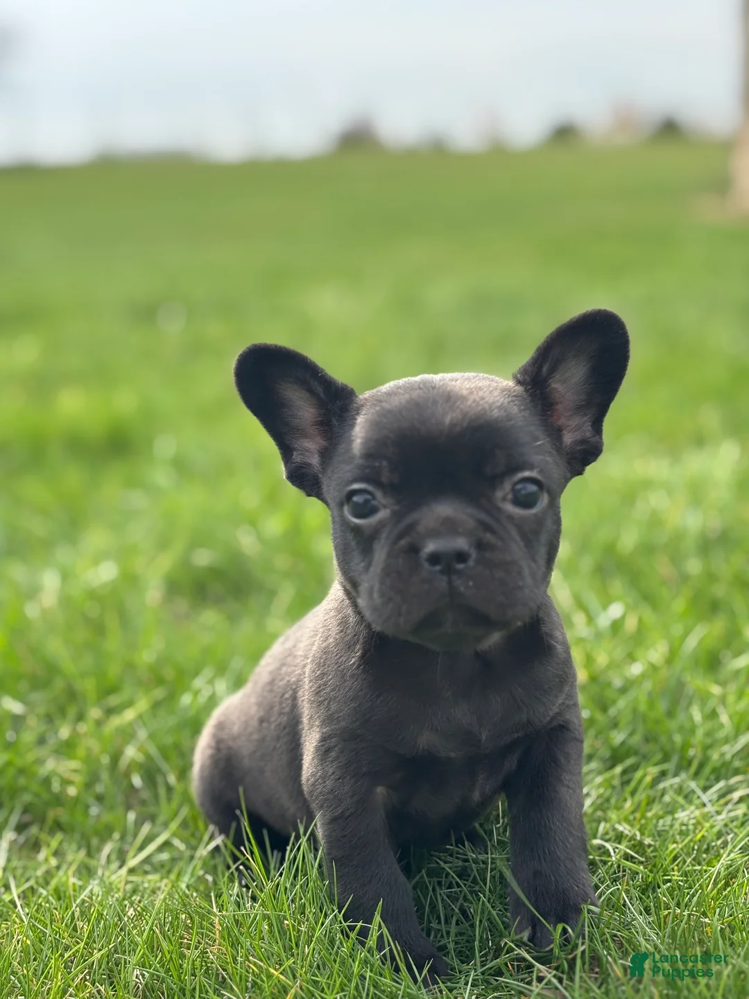 French Bulldog dogs for sale: Happy - Ad 2