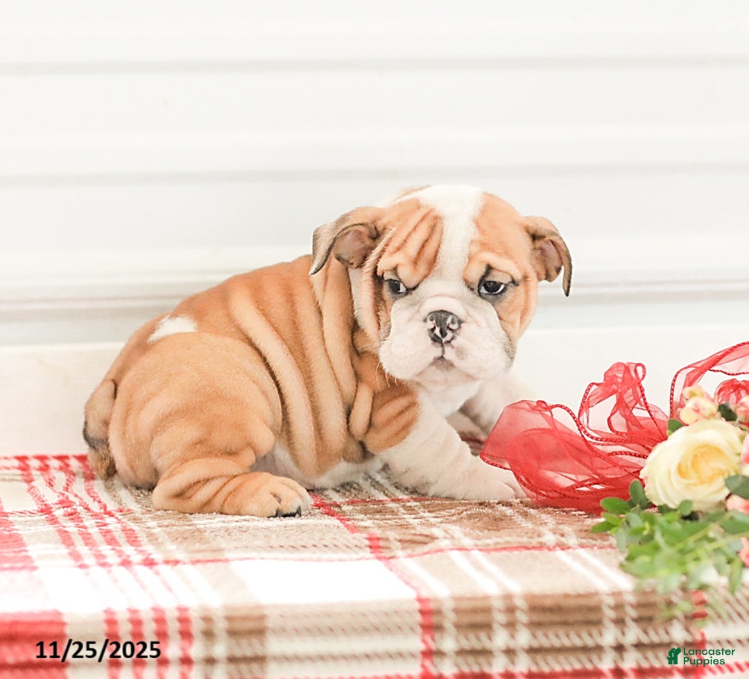English Bulldog dogs for sale: Rob - Ad 1