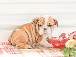 English Bulldog dogs Rob - Ad 40
