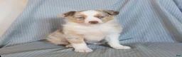 Miniature Australian Shepherd dogs for sale: Bubbles - Ad 1