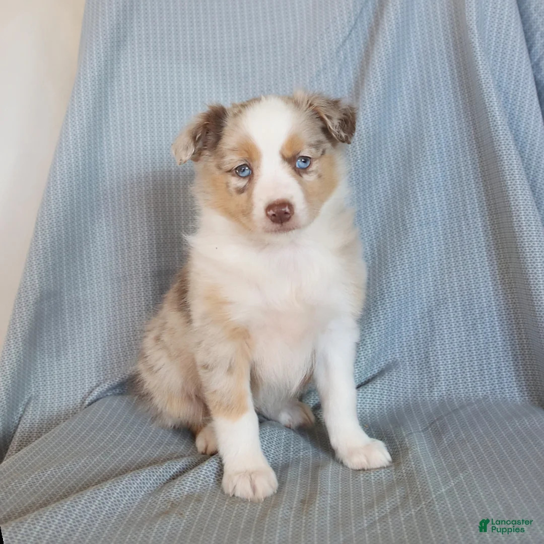 Miniature Australian Shepherd dogs for sale: Bubbles - Ad 1