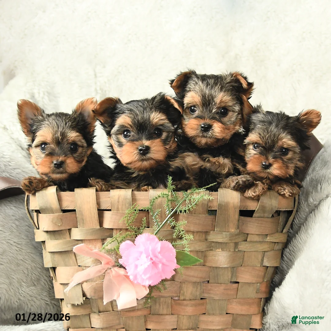 Yorkshire Terrier dogs for sale: Princess - Ad 3