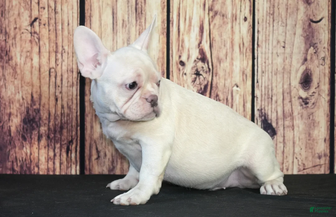 French Bulldog dogs for sale: French Bulldog Puppy 2 - Ad 1