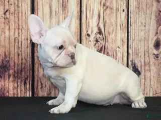 French Bulldog dogs French Bulldog Puppy 2 - Ad 30