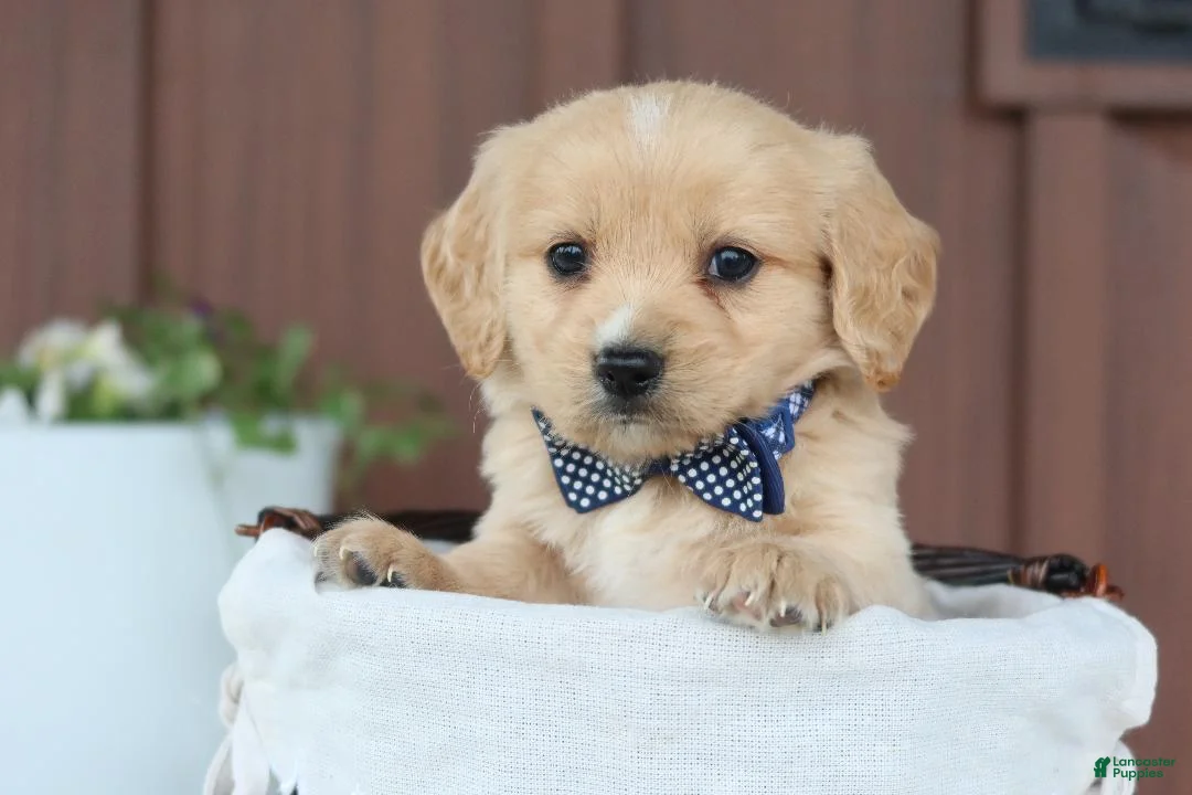 Miniature Golden Retriever dogs for sale: Miniature Golden Retriever Puppy 5 - Ad 1