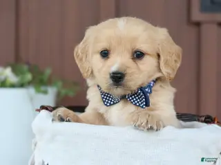 Miniature Golden Retriever dogs for sale: Miniature Golden Retriever Puppy 5 - Ad 2