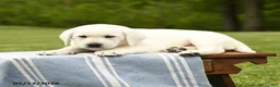 Labrador Retriever dogs for sale: Shasta - Ad 2