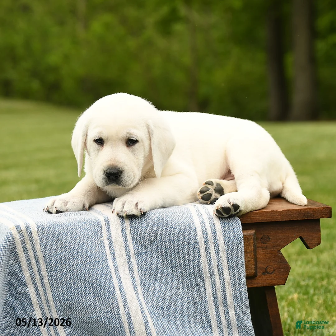 Labrador Retriever dogs for sale: Shasta - Ad 2
