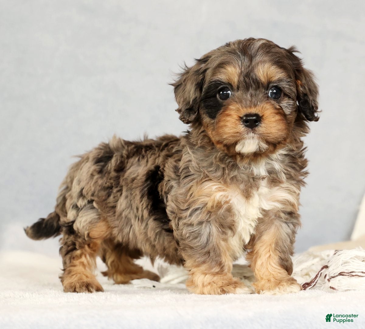 Cavapoo dogs Bingo - Ad 20