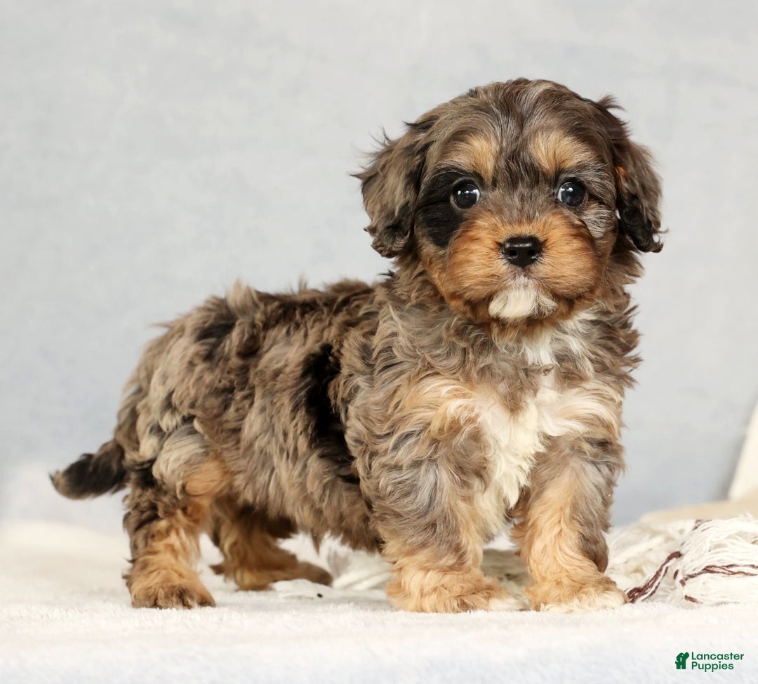 Cavapoo dogs for sale: Bingo - Ad 1