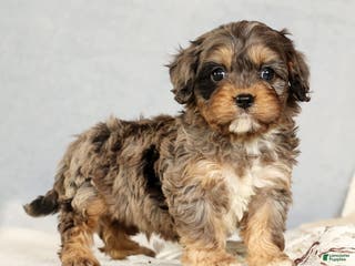 Cavapoo dogs Bingo - Ad 20