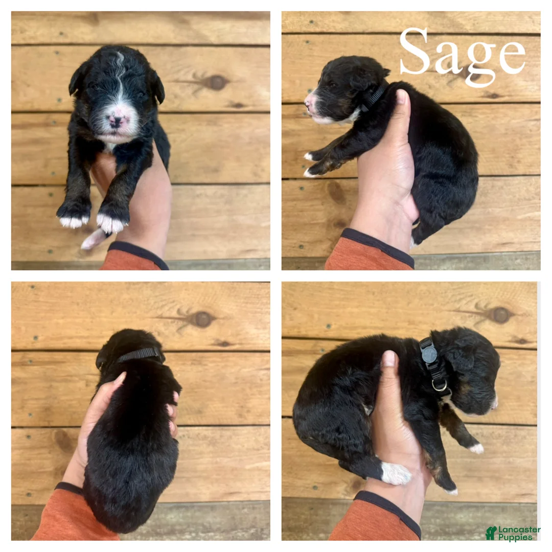 Bernedoodle dogs for sale: Sage- Standard F1 - Ad 1