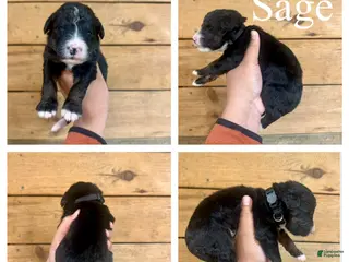 Bernedoodle dogs Sage- Standard F1 - Ad 32