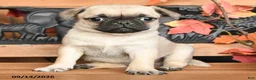 Pug dogs for sale: Brody - Ad 3